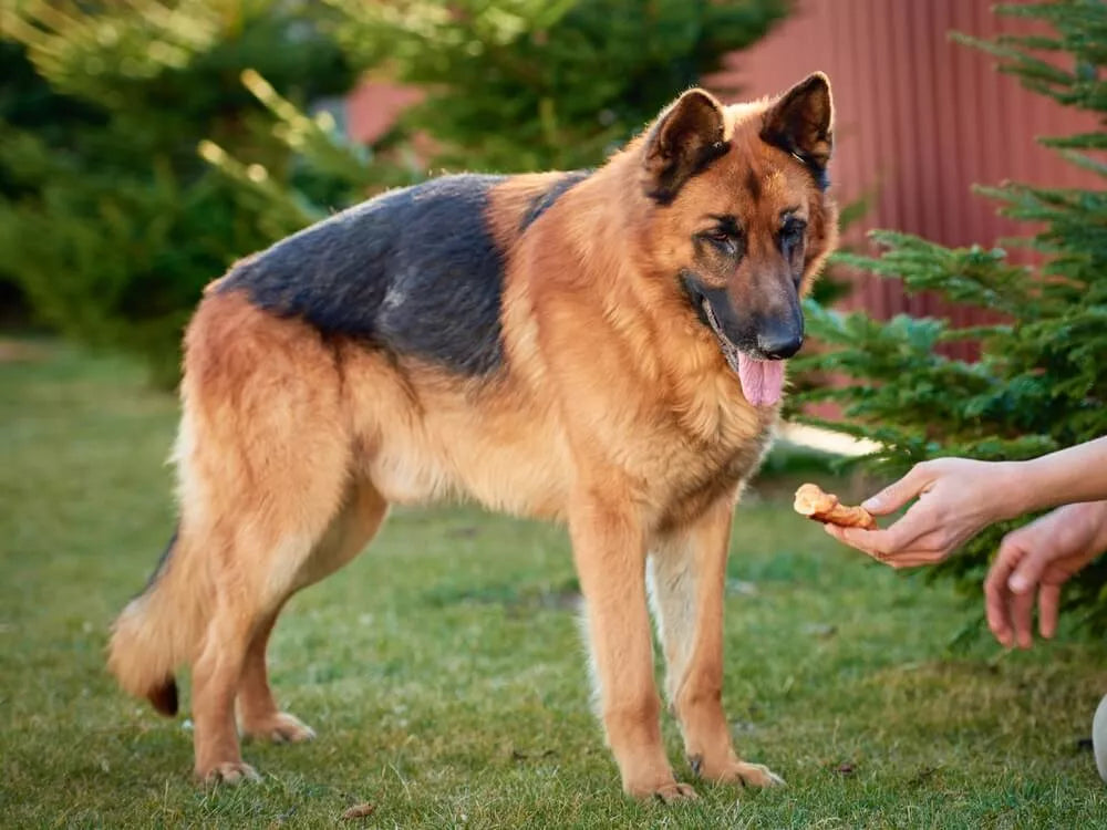What Can German Shepherds Not Eat?