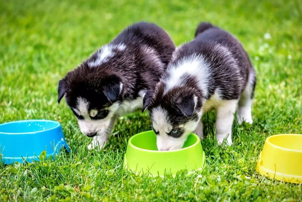 How Much To Feed a Husky Puppy