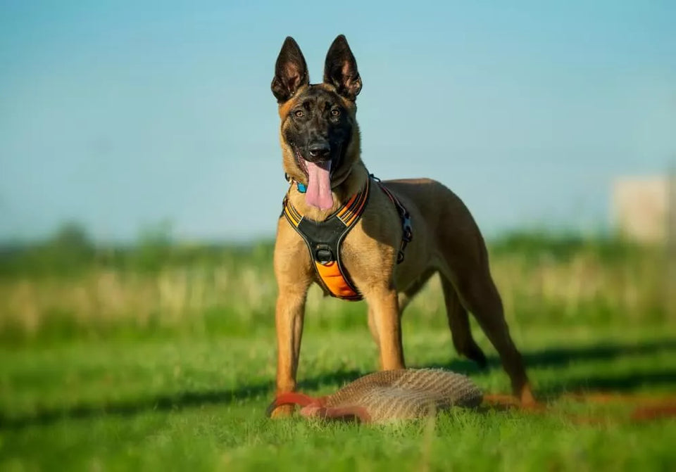 How To Bulk Up Your Dog