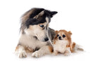 Chihuahua Husky Mix: All You Need To Know About Husky-Chi