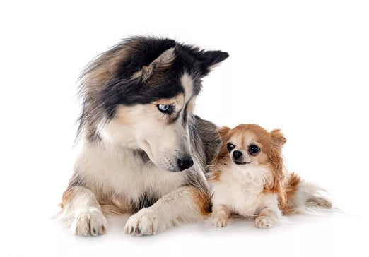 Chihuahua Husky Mix: All You Need To Know About Husky-Chi