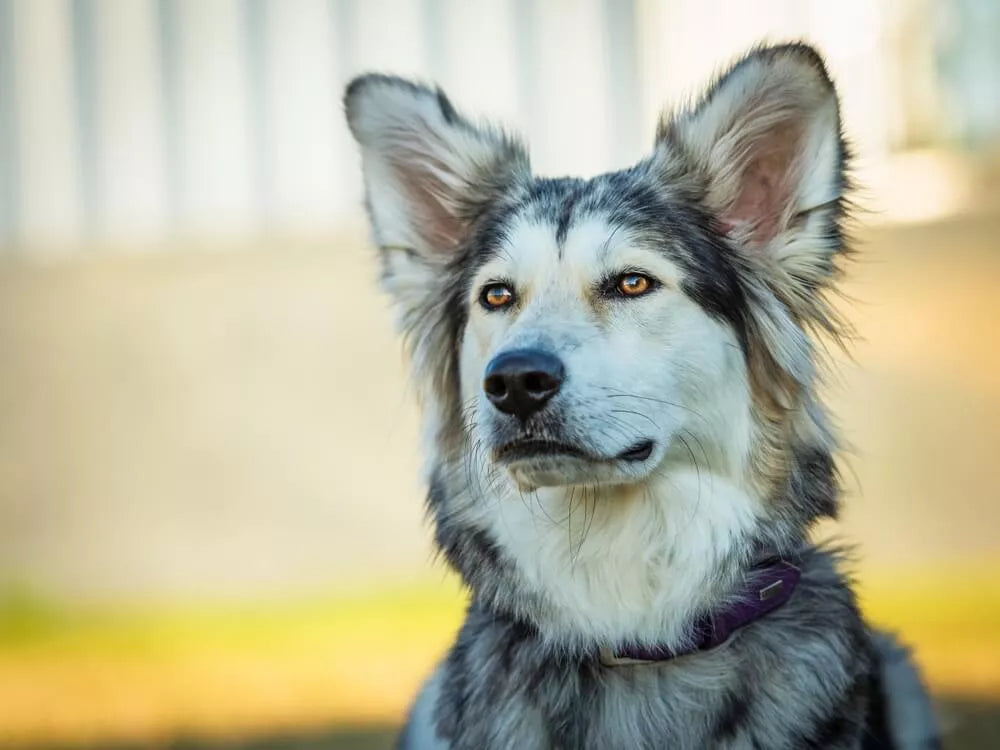 Border Collie Husky Mix: Why We Love This Energetic Dog