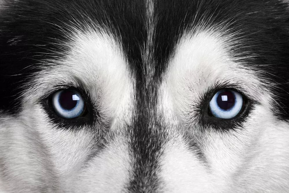 Female Husky Names With Blue Eyes: All the Inspiration You Need