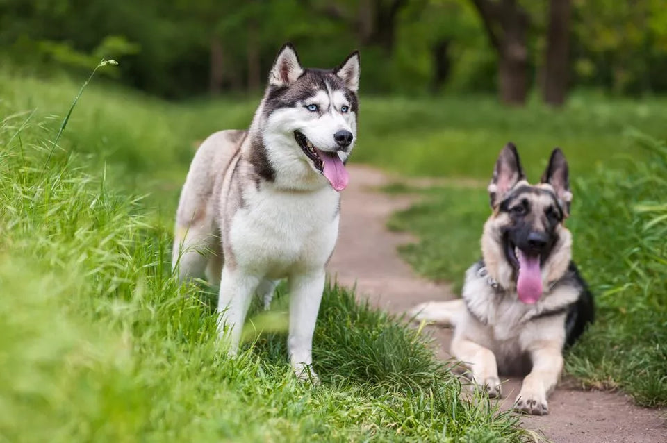 German Shepherd vs Husky: Size, Strength, Intelligence