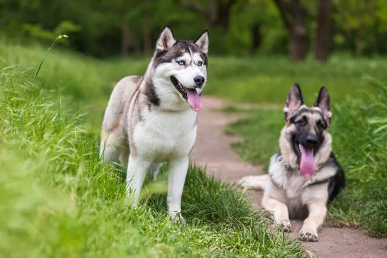 German Shepherd vs Husky: Size, Strength, Intelligence
