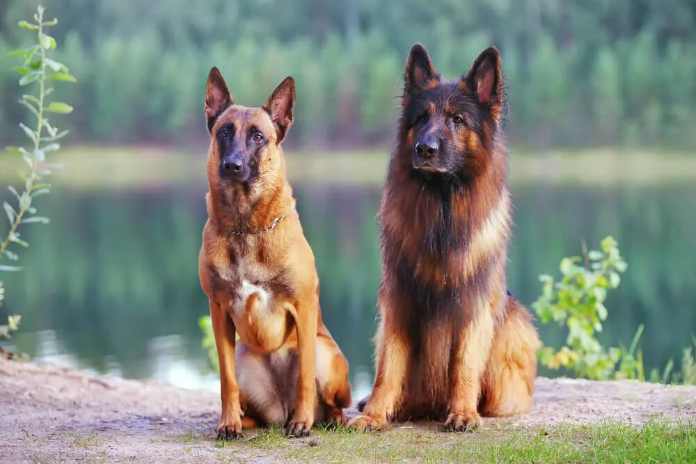 Belgian Malinois vs German Shepherd: Differences and Similarities