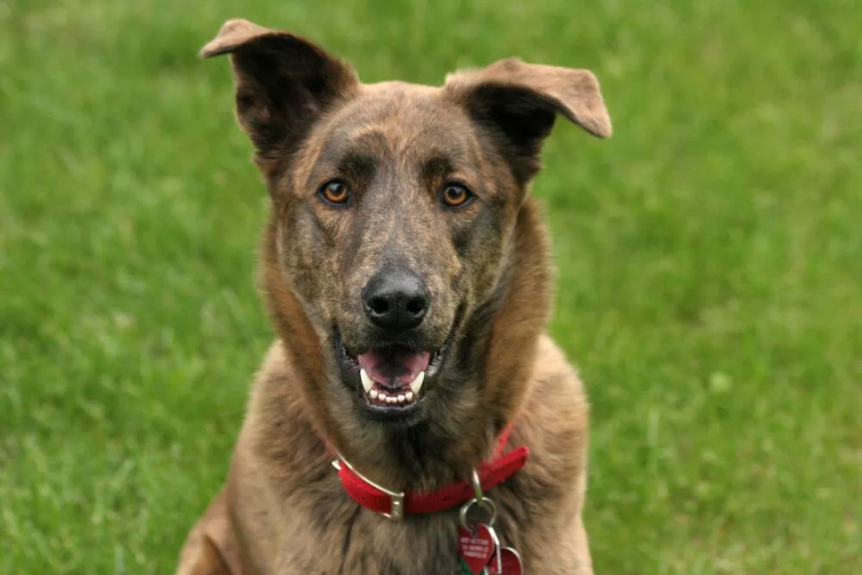Greyhound German Shepherd Mix