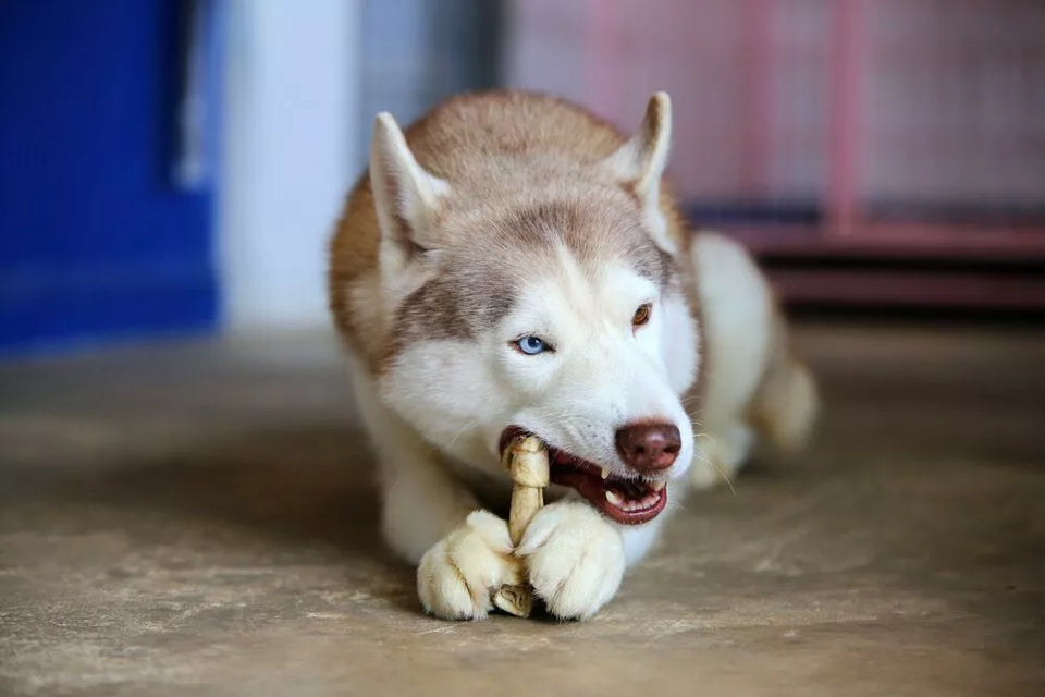 Best Husky Treats: Healthy and Tasty Options
