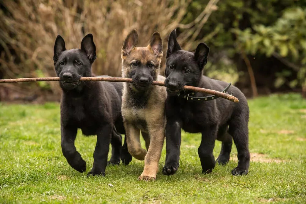 Best Treats For German Shepherd Puppies