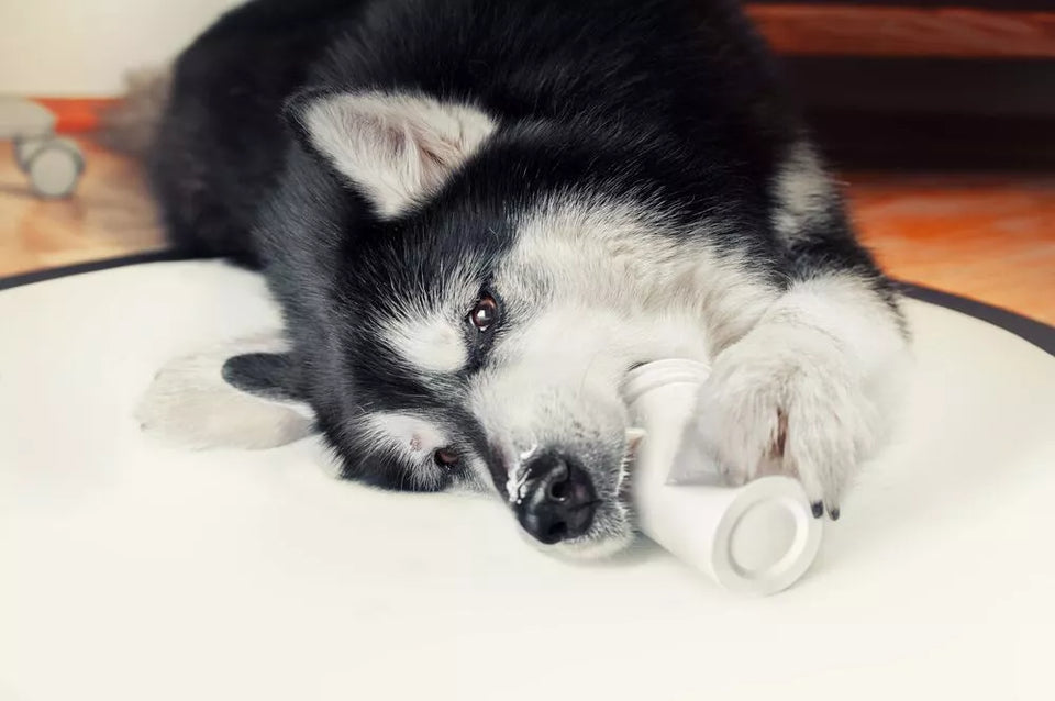 Superfoods for Dogs: 5 Health-Boosting Food Choices