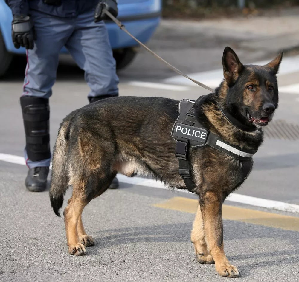 270+ Police Dog Names For Your Pup