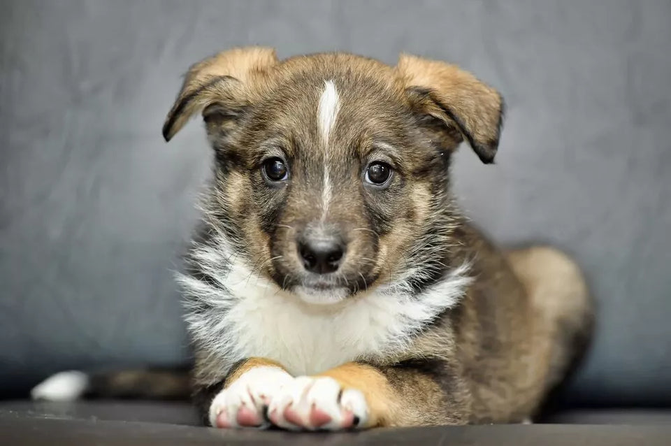 Shiba Inu German Shepherd Mix: What Are They Like?