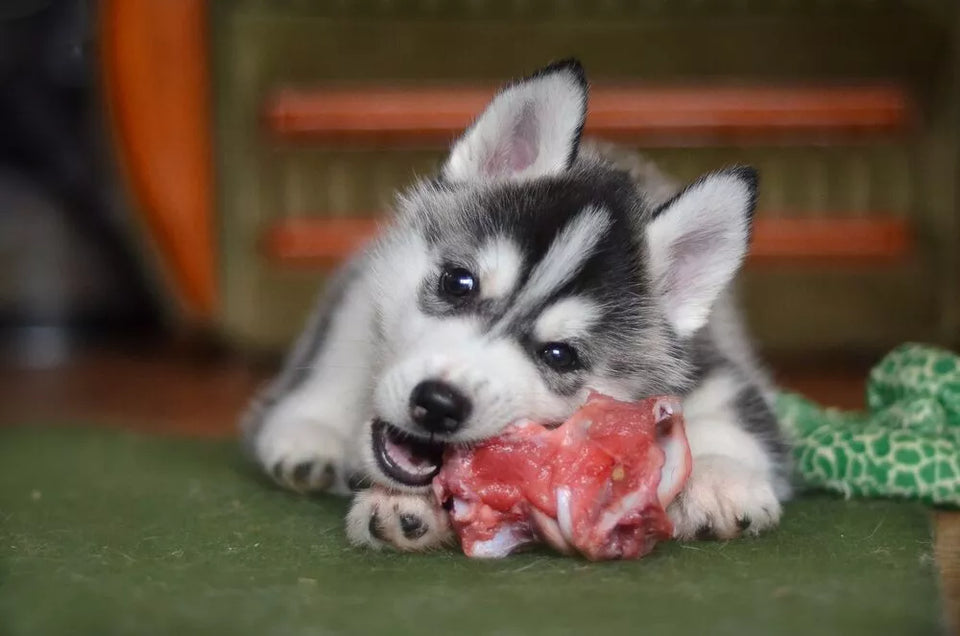 Can Huskies Eat Raw Meat?