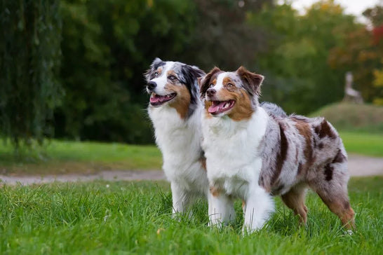 Are Australian Shepherds Hypoallergenic?