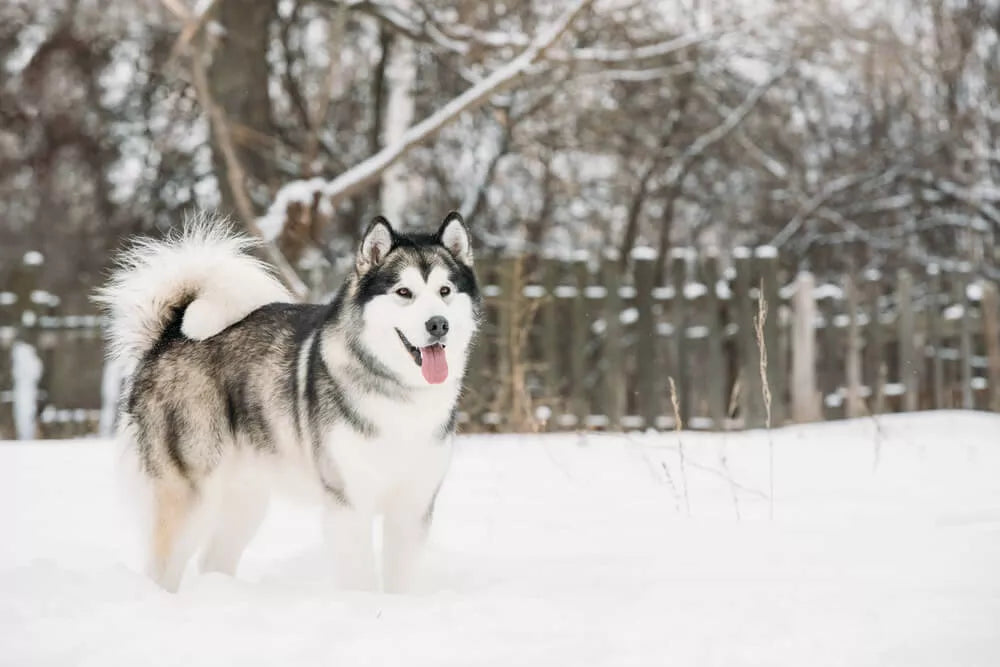 150+ Cool Alaskan Dog Names For Your Pup