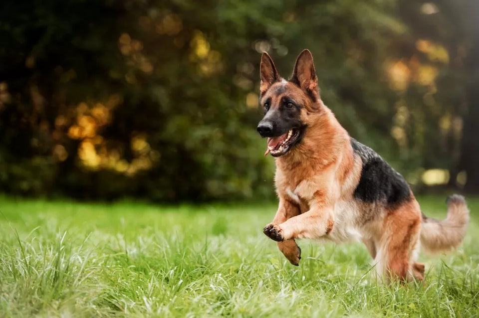 Inspirational Military German Shepherd Names