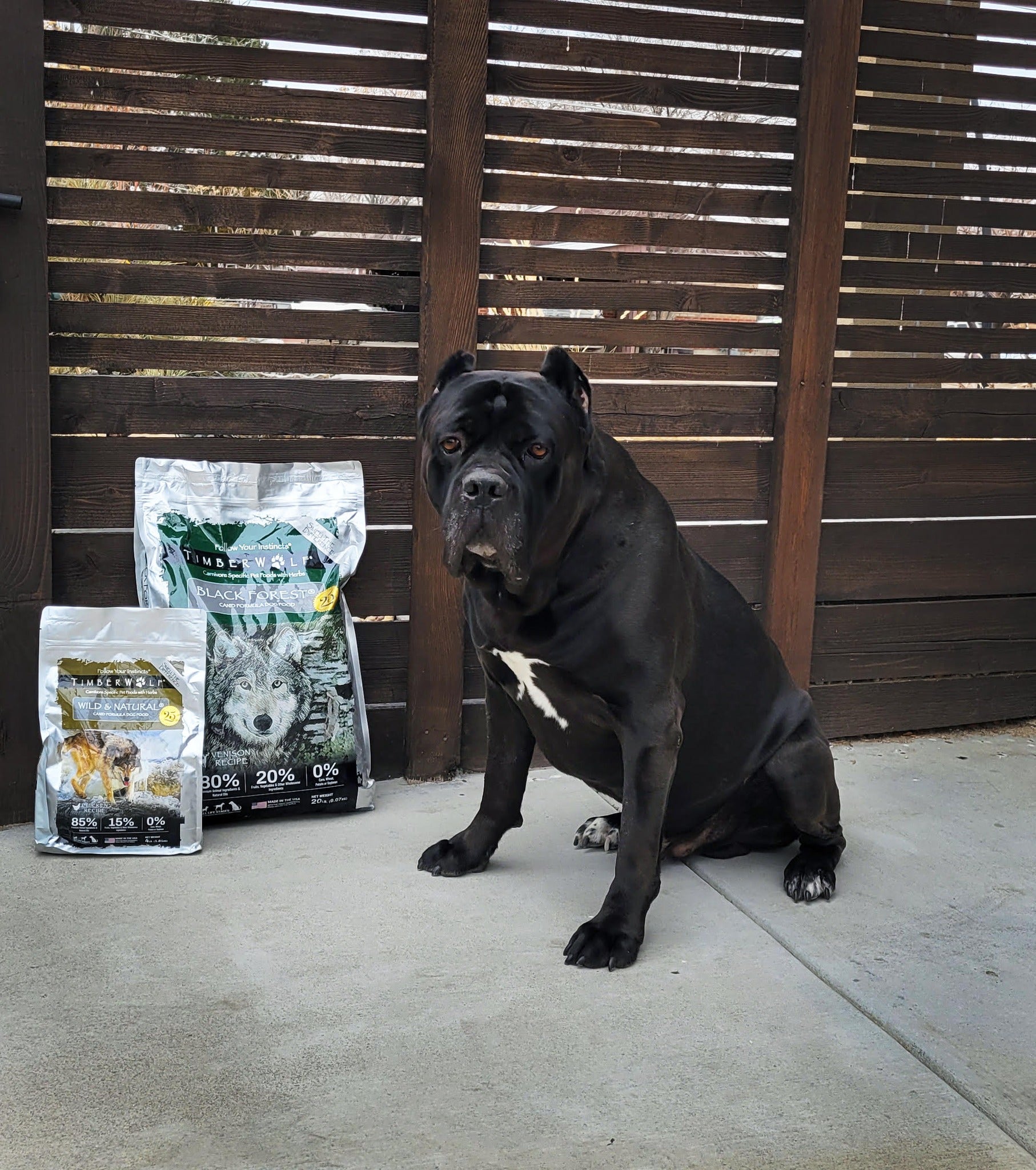 Cane Corso with Timberwolf
