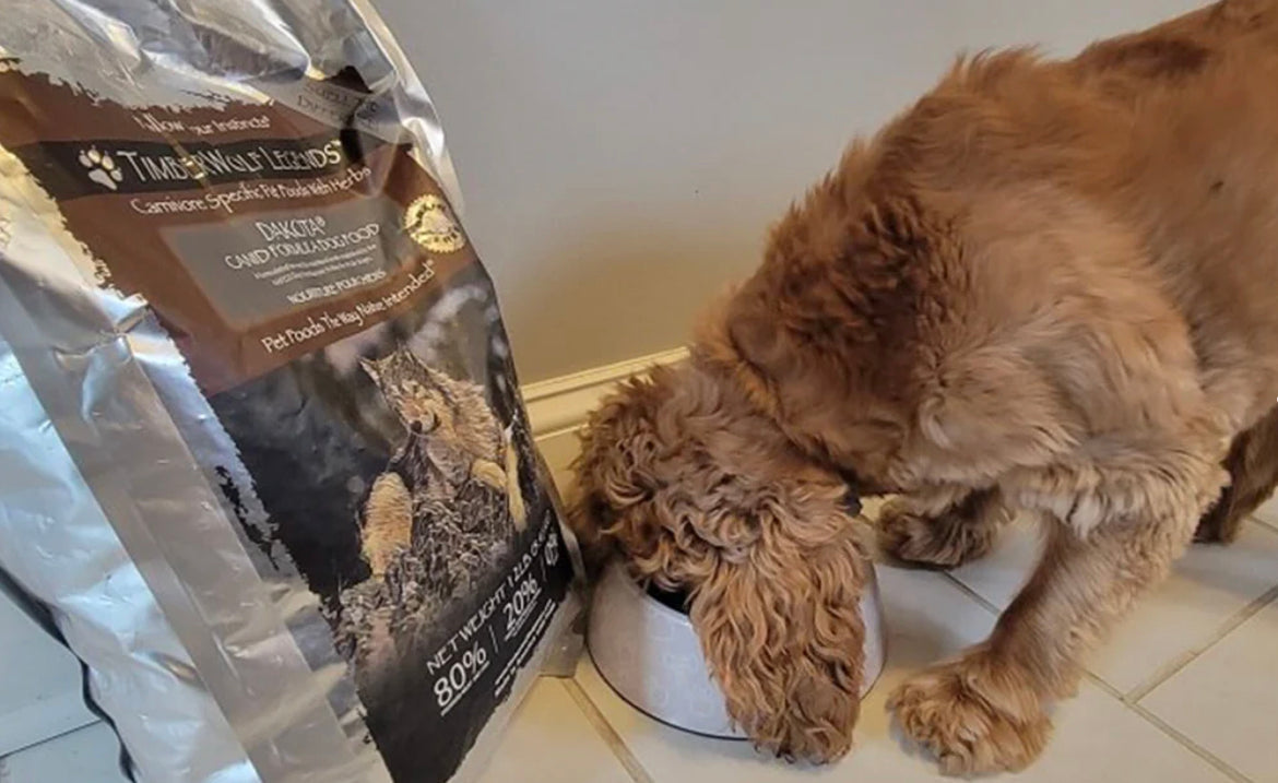 Golden eating Timberwolf Dakota